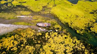 Seyhan Nehri can çekişiyor: Yosunlar nehri istila etti