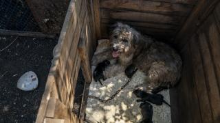 Savaş hattından kurtarılan hayvanlara barınaklar ev sahipliği yapıyor