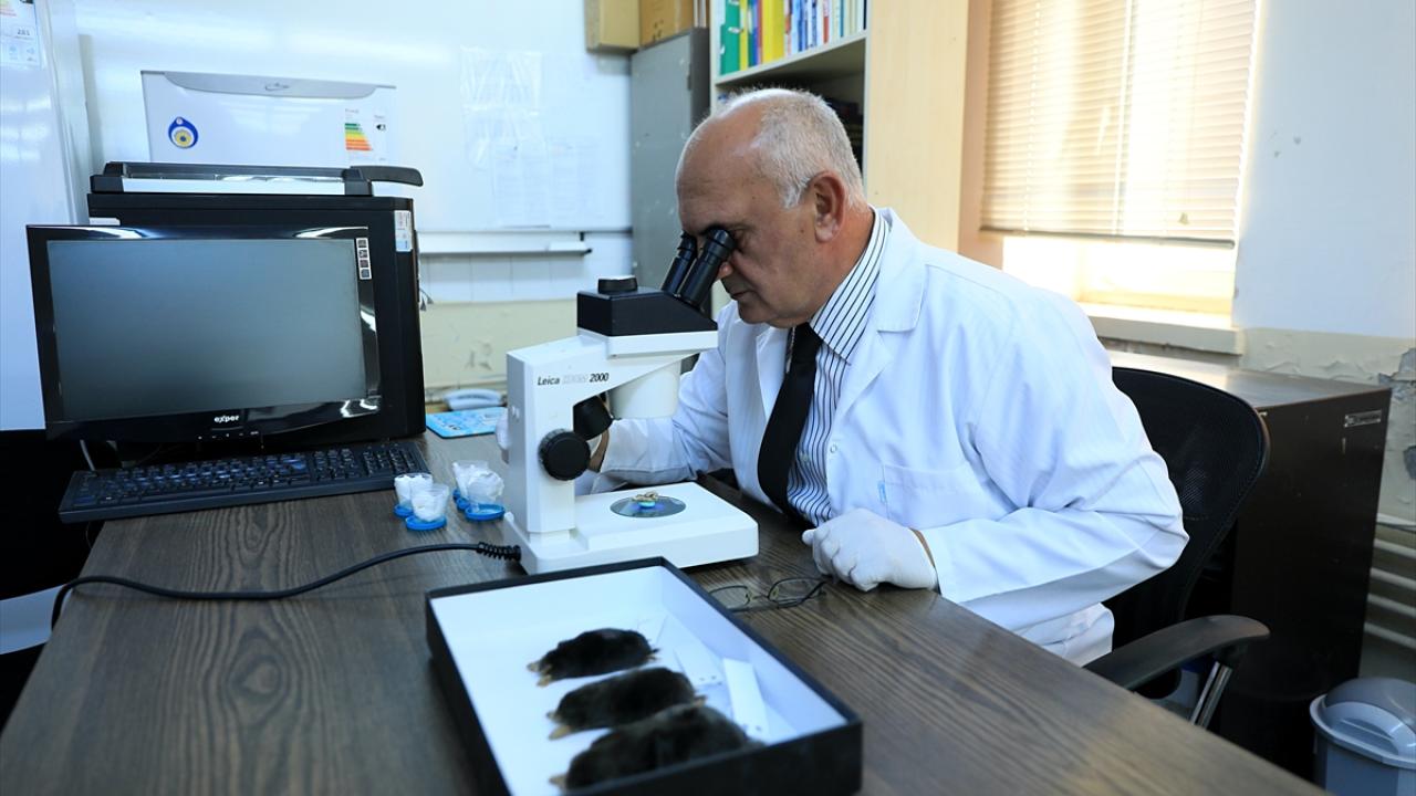 15 köstebek türünden 7`si Türkiye`de görülüyor