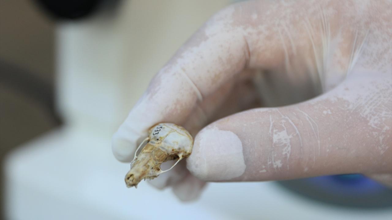 "Talpa hakkariensis" Türkiye için endemik yeni bir tür