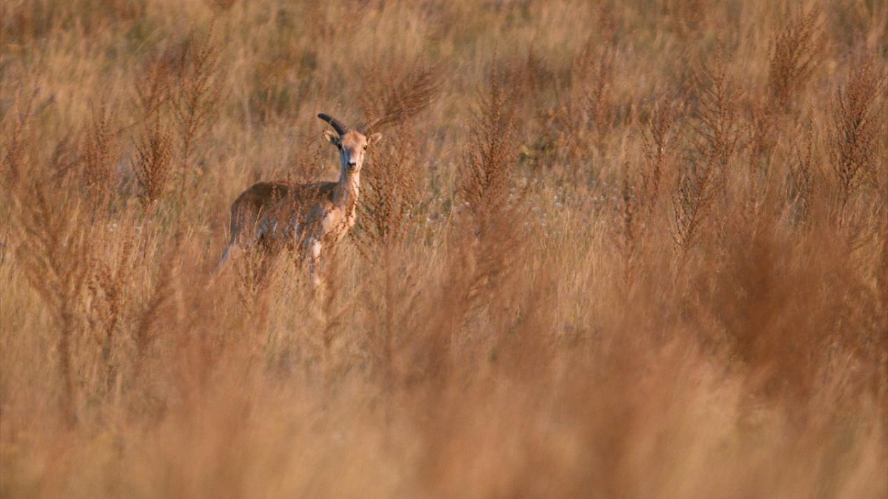 Sayıları her geçen yıl çoğalıyor