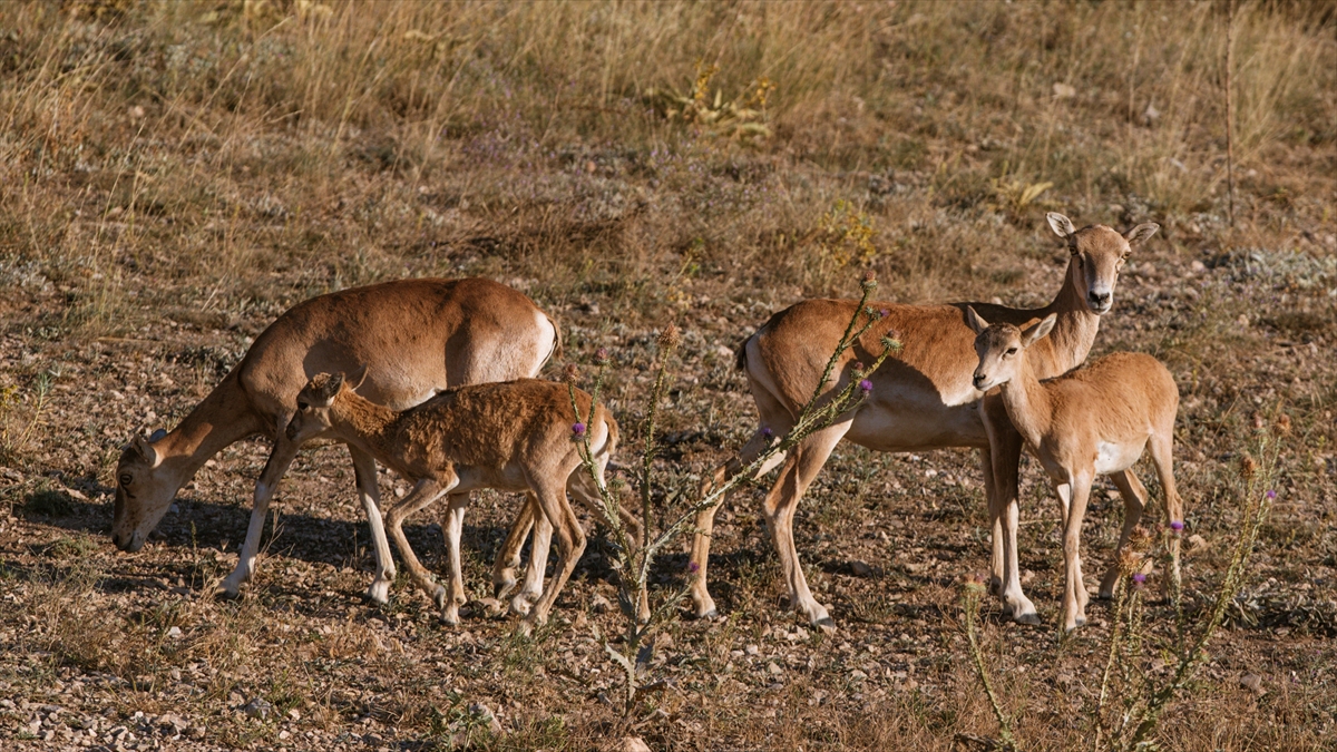 Türün devamlılığı başka illerde de sağlanıyor