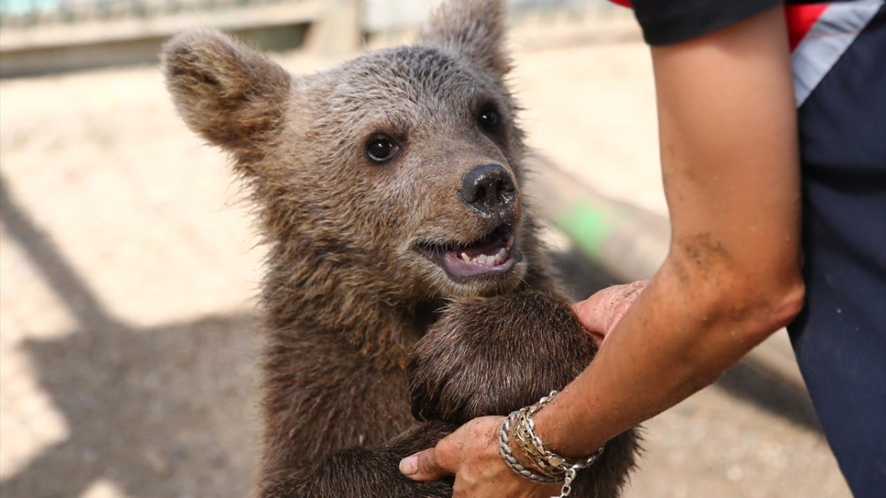 "Sırf yavru ayıyı görmek için barınağa yüzlerce kişi geldi"