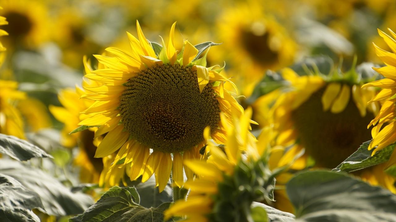 "Edirne agro turizmden en iyi yararlanan kent"