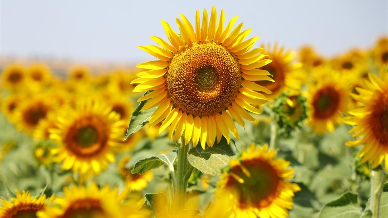 "Renk cümbüşü ağustosa kadar devam eder"