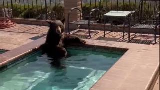 Sıcaktan bunalan ayı serinlemek için jakuziye girdi