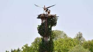 Baba emaneti leylek yuvalarını 30 yıldır titizlikle koruyor