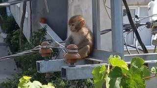 Bursa'da eve giren davetsiz misafir: Makak maymunu