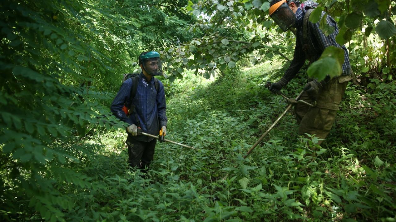 Bahçe sahipleri hasada hazırlanıyor