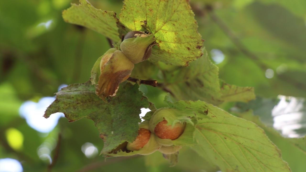 "Üreticilerimize diyoruz ki fındık altlarını temizleyin, fındığı yerden toplayın"