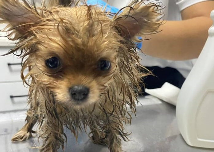 "Solunum sıkıntısı çekiyorlardı"