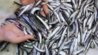 Tezgahta hamsinin kilosu kaç lira?