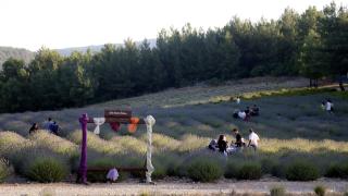 Muğla'nın "mor tarlası" misafirlerini ağırlıyor