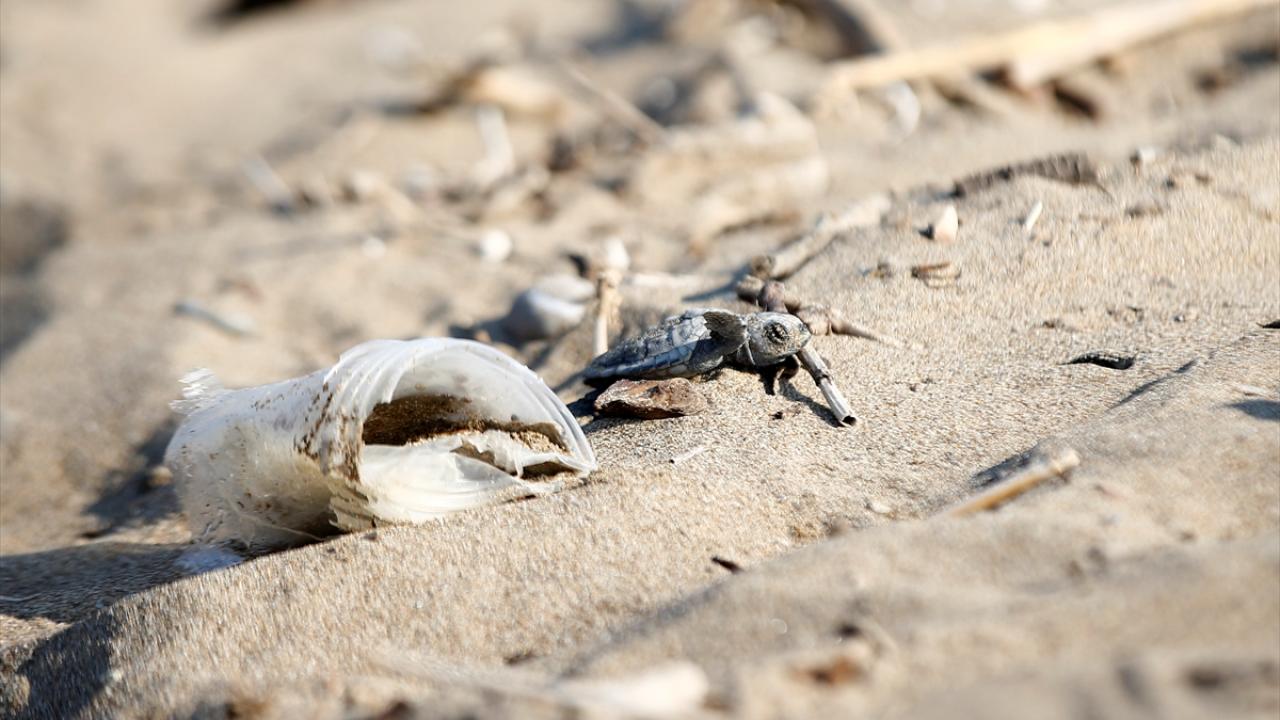 Plastikler ve çöpler yavrular üzerinde olumsuz baskı oluşturuyor