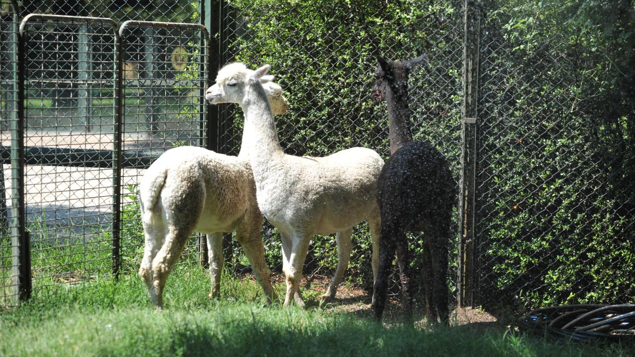 "Hayvanlarımızın çok hoşuna gidiyor"