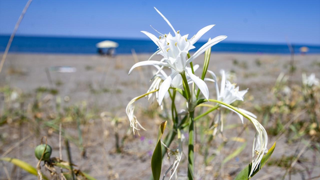 Katta kokrak porno videolar