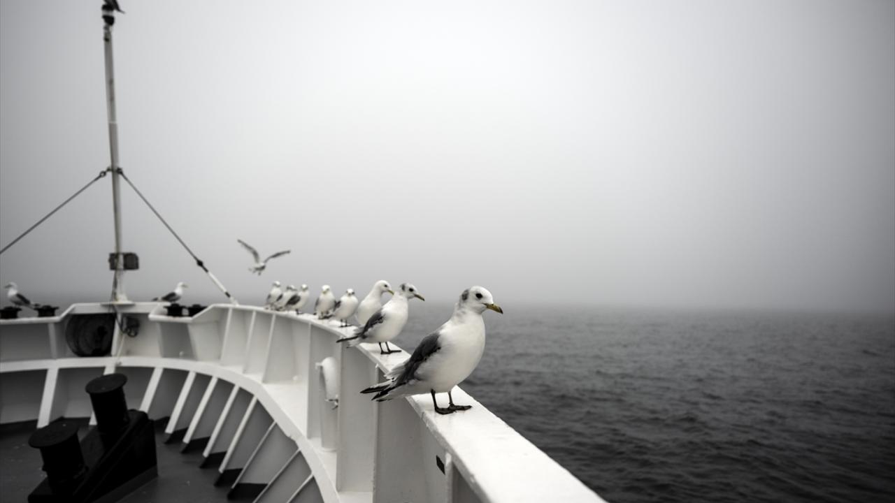 Doğu çınarı meyvesi Arktik Okyanusu`nun sularındaki kirliliğin çözümü oluyor