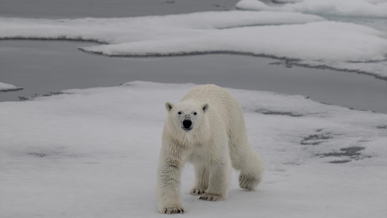 Sefer ekibine, 11. örnekleme noktasında kutup ayısı ziyareti