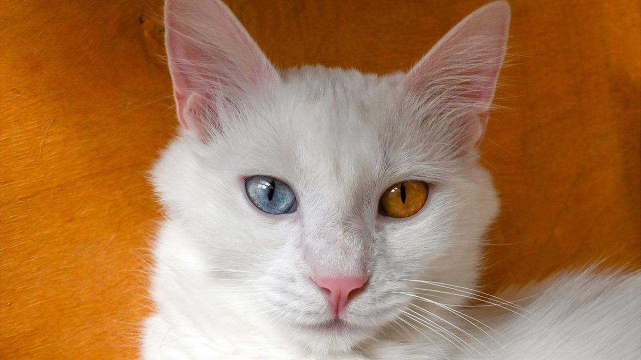 "Küçülen değil, sürekli büyüyen bir aile olduk"