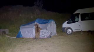 Ayılar kampçıların çadırlarını parçaladı: O anlar kamerada