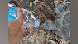 Kaplumbağa şişeden böyle su içti