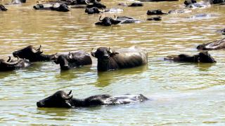 Diyarbakır'da mandalar göletlerde serinliyor