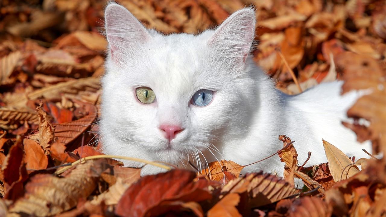 Van kedisi "Su" en güzel kedi seçildi