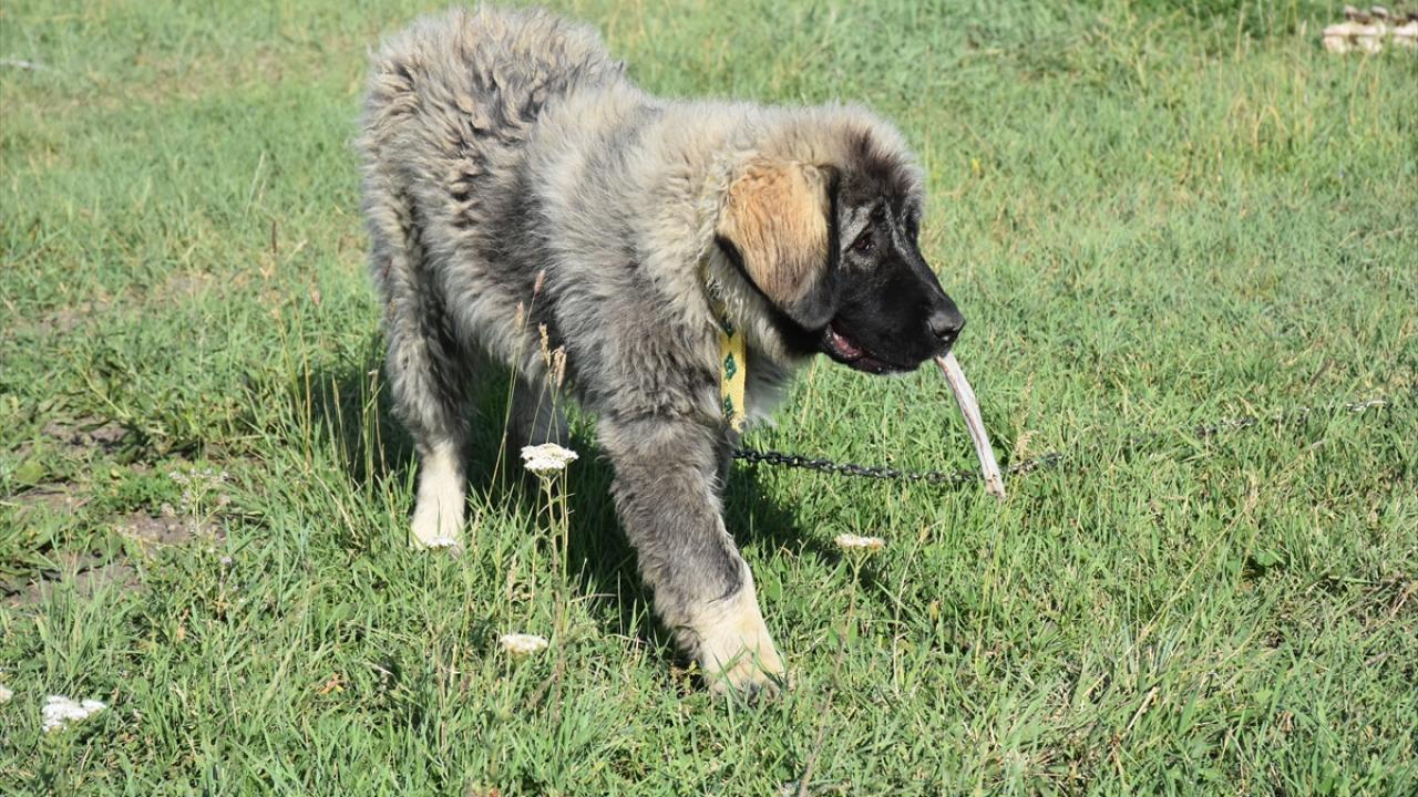 "Köpeklerimizin tanınırlığını artırmaya çalışıyoruz"