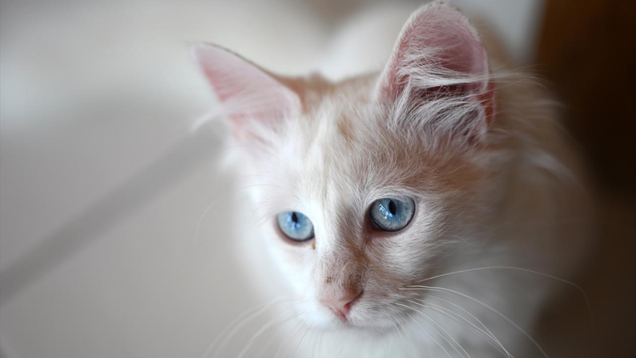 "Muhtemelen 81 ilde Ankara kedisi vardır"