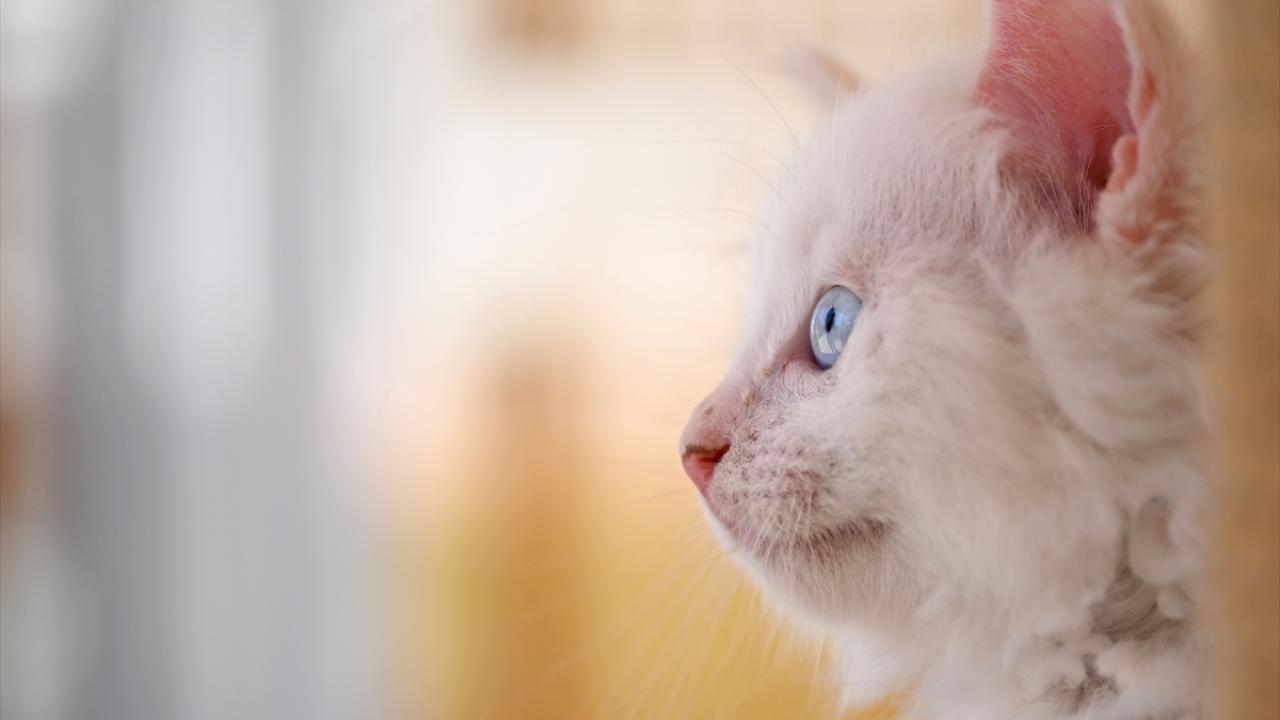 1,2 milyon kedi kimliklendirildi