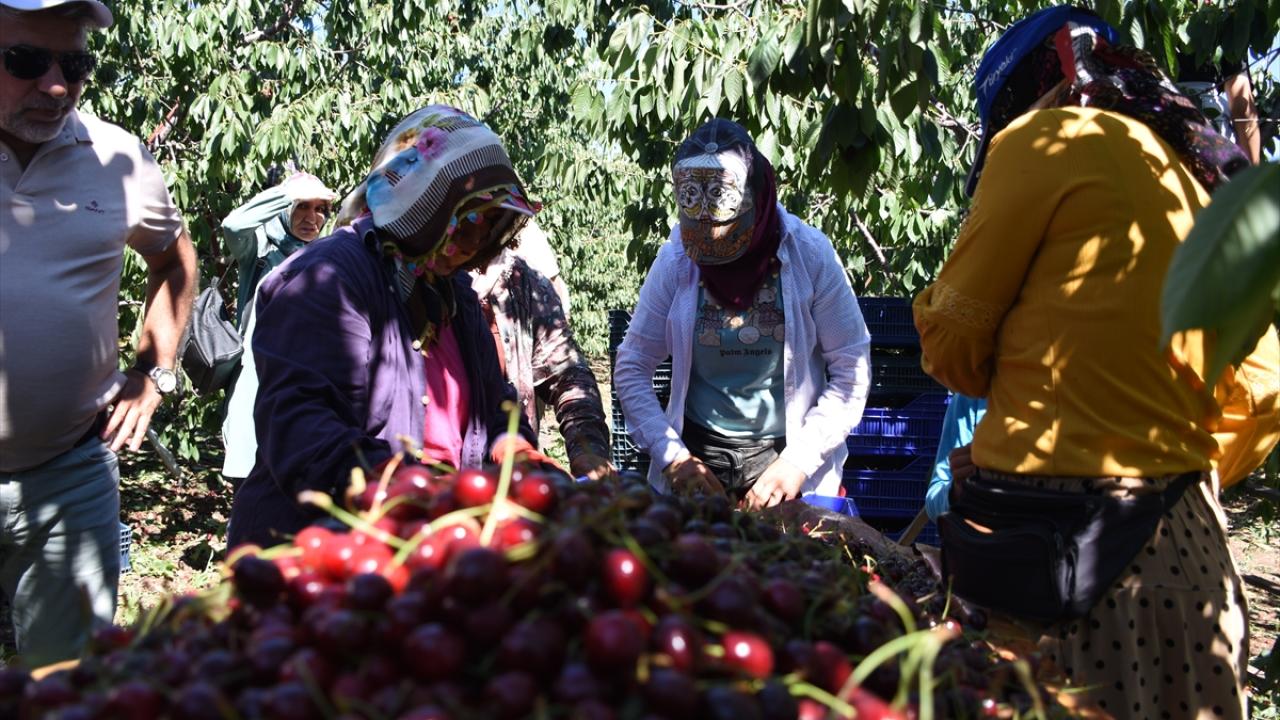 "Bu yıl sonuna kadar 200 bin dekar üzerine çıkmayı çıkarmayı hedefliyoruz"