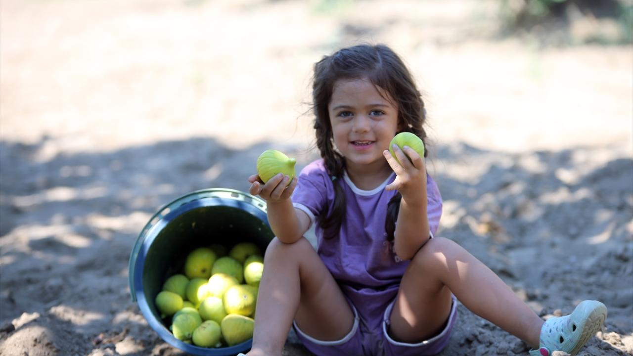 "Aydın incirinin dünyada eşi benzeri yok"