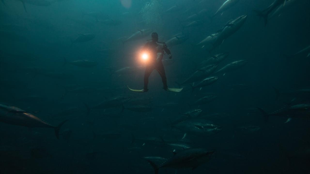 Avlanma kotalarına sıkı denetim