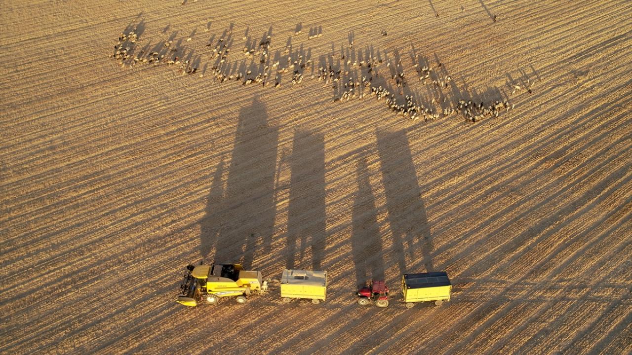 "Tarlalarımız boş kalmıyor"