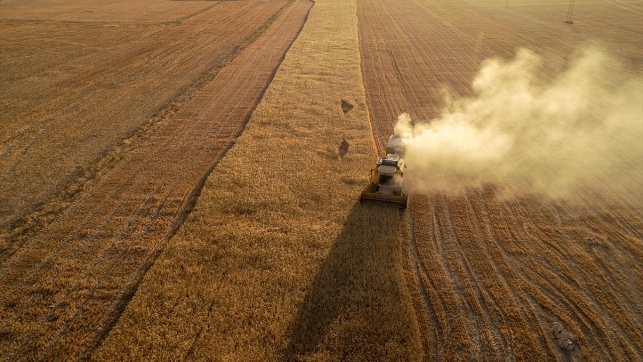 Geçen seneye göre rekoltede yüzde 75 artış bekleniyor