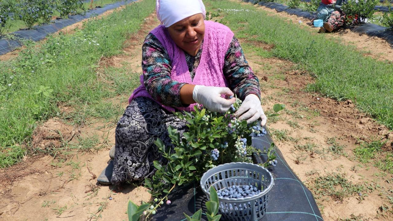 "Bitkinin adaptasyonu gerçekleşti"