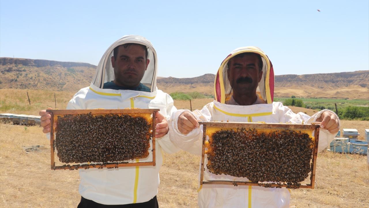 37 derecenin üstünde arıların çalışması yavaşlıyor