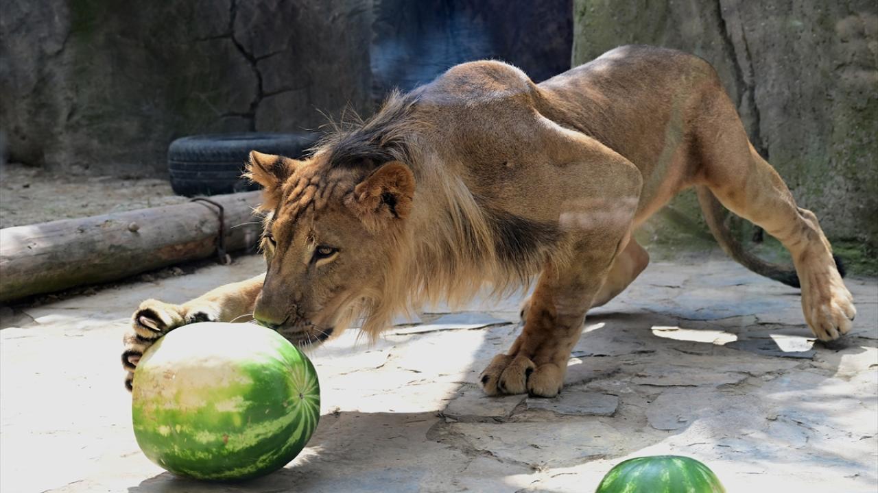 133 aslanın yüz kadarı hayvanat bahçelerinde koruma altında
