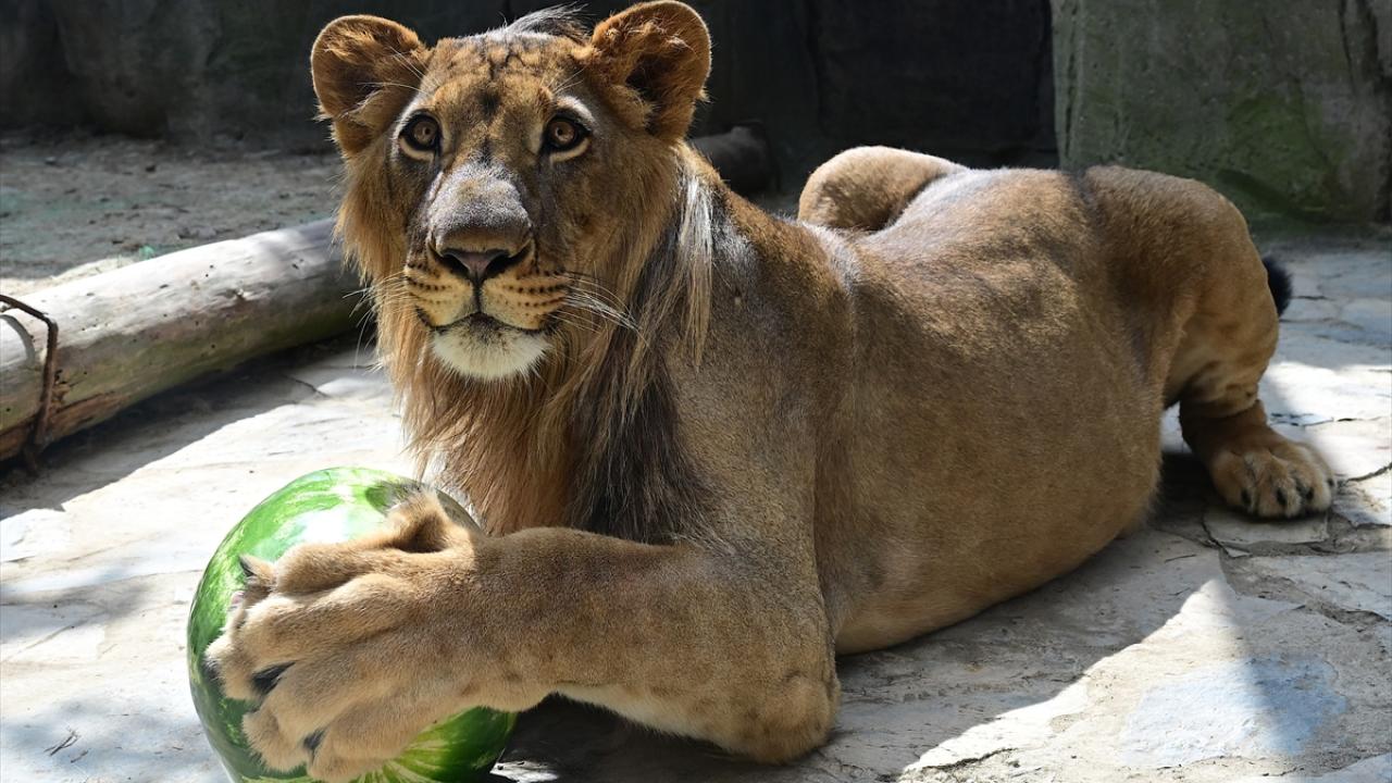 Veteriner hekim evinde aslan yavrusu baktı