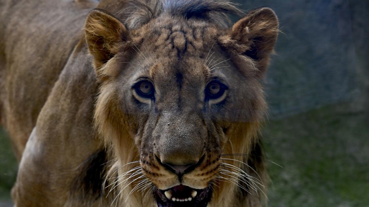 Aslanlar sıcağı seviyor