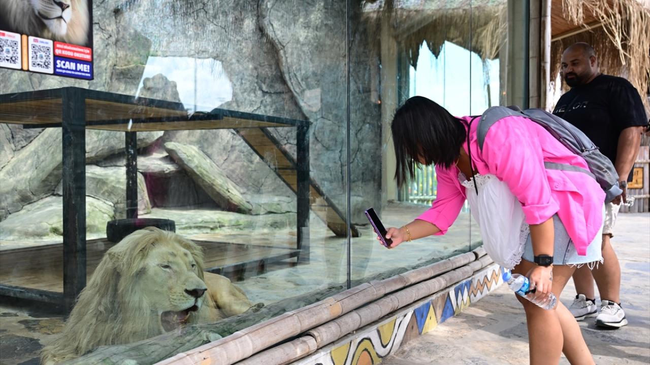 "Aslanpark`ta çoğalan bir aslanı Afrika`da bir milli parka göndereceğiz"