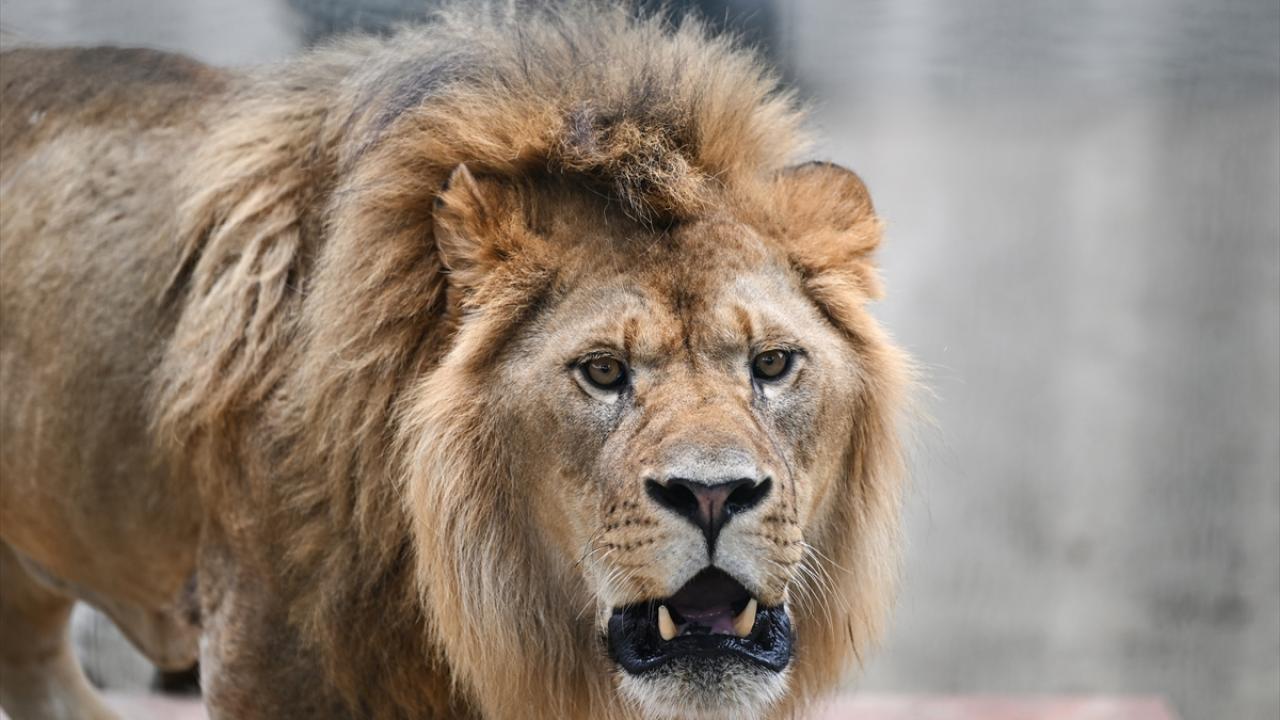 "Yüzde 80 oranındaki engellilik yüzde 20`nin altına düştü"