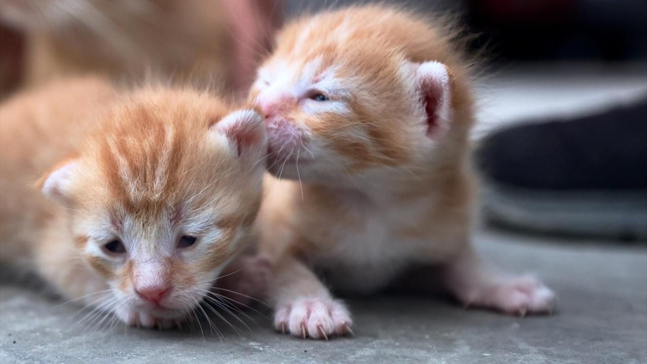 "Yavrularımız sağlıklı ve çok tatlılar"
