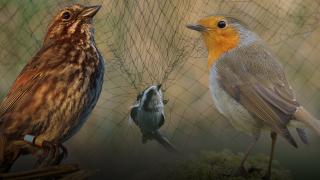 Kuşların yolculuğu halkayla takip ediliyor