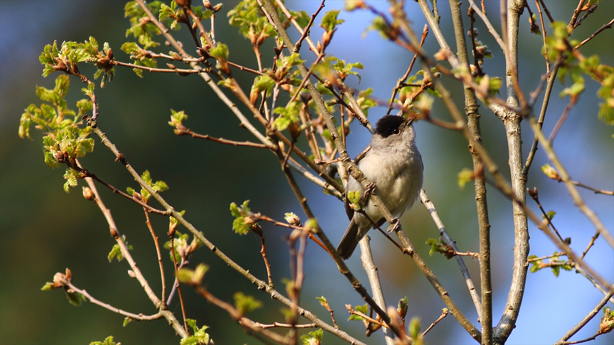 "Kuş gözlemciliği yapmak zor değil"