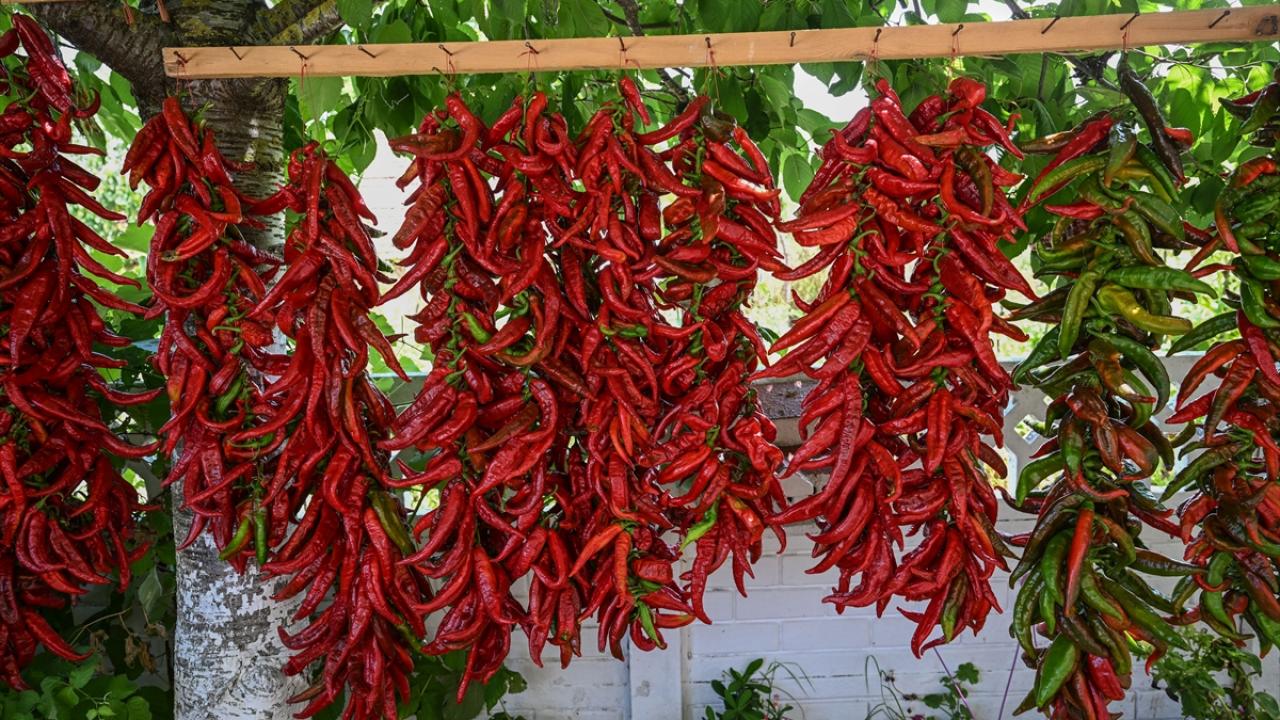 "Biberler hava sirkülasyonu nedeniyle sadece bu 2 köyde kurutulabiliyor"