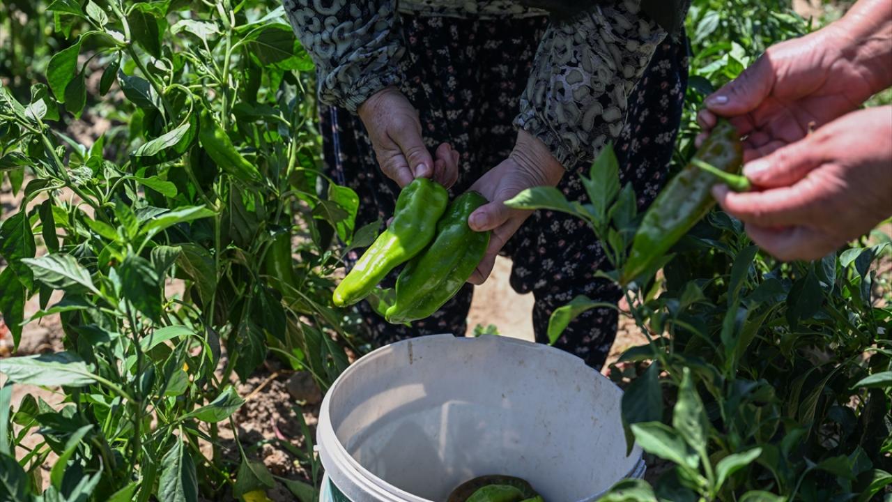"İlk başta kimse tohumunu vermek istemedi"
