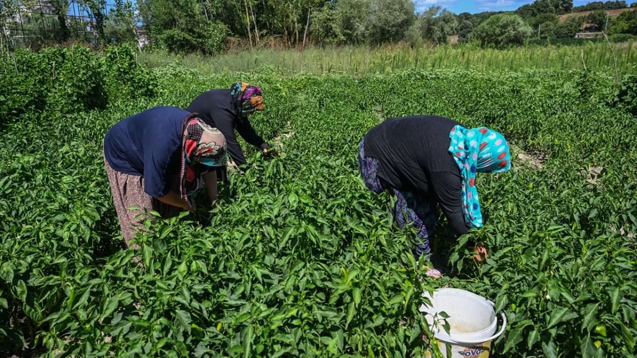 "Erken ve yüksek verim aldık"