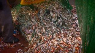 "Vira Bismillah" demeye az kaldı