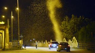 Binlerce kelebeğin 'veda uçuşu' kamerada